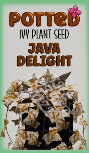 Potted: Ivy Plant Seed: Java Delight