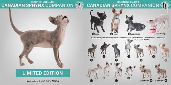SEMotion Libellune Canadian Sphynx Companion #8