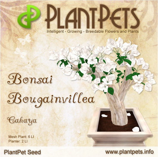 PlantPet Seed [Bonsai Bougainvillea *Cahaya*]