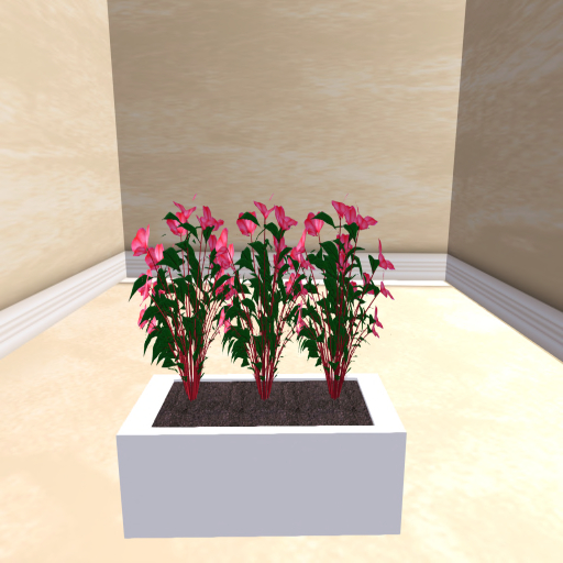 Valentines Heart Plant