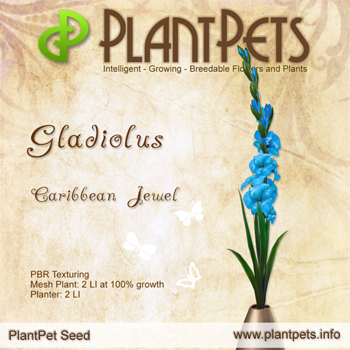 PlantPet Gladiolus *Caribbean Jewel*
