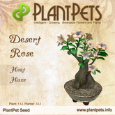 PlantPet Seed [Desert Rose *Heat Haze*]