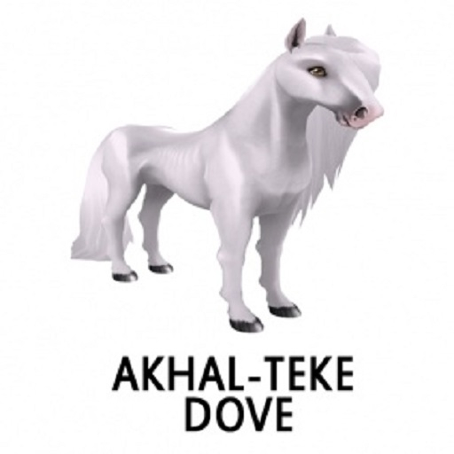AkhalTeke Dove F
