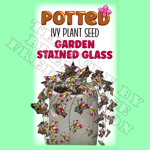 Potted: Ivy Plant Seed: Garden Stained Glass (ACTUAL PLANT SEED) - Retired!