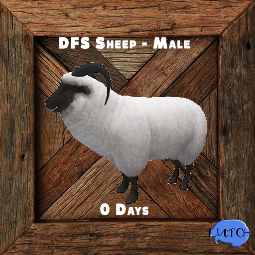 DFS Sheep - Male