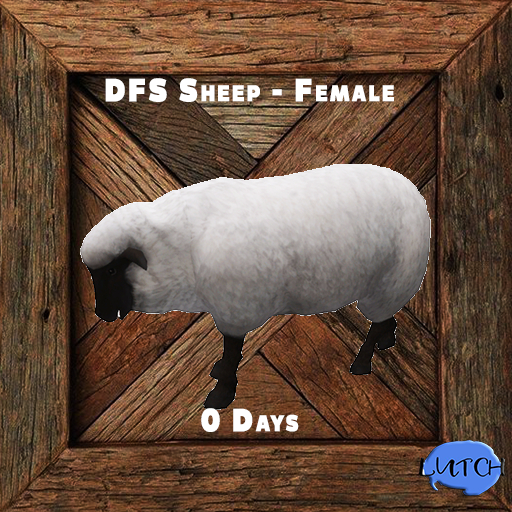 DFS Sheep - Female