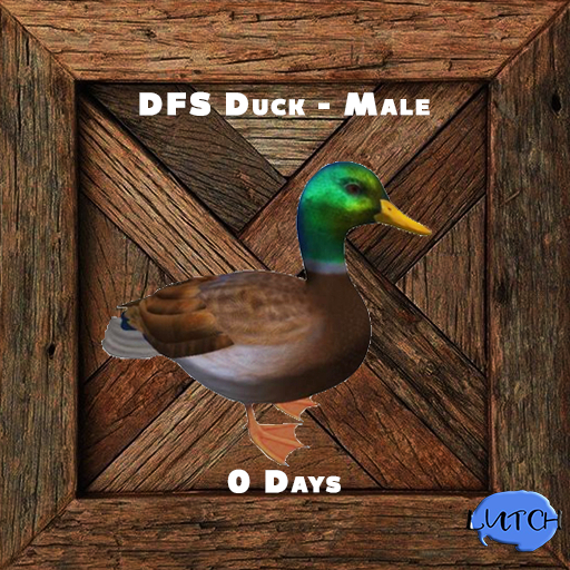DFS Duck - Male