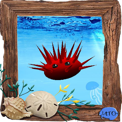 (7S) Common Stuff: Red Sea Urchin