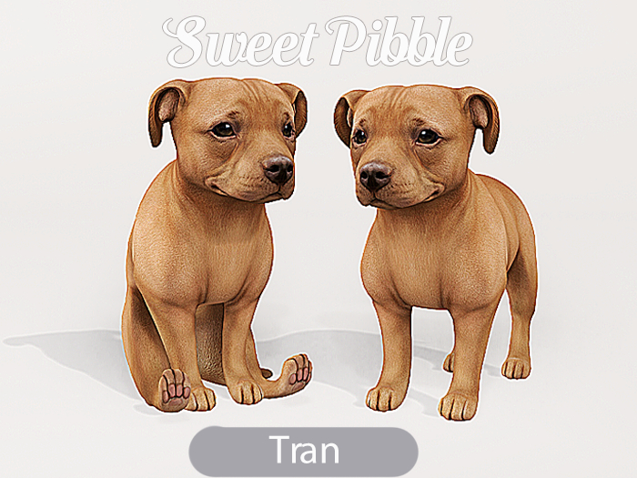 Foxwood - Sweet Pibble - Tan