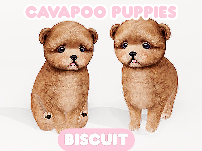 Foxwood - Cavapoo - Biscuit