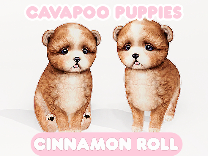 Foxwood - Cavapoo - Cinnamon Roll