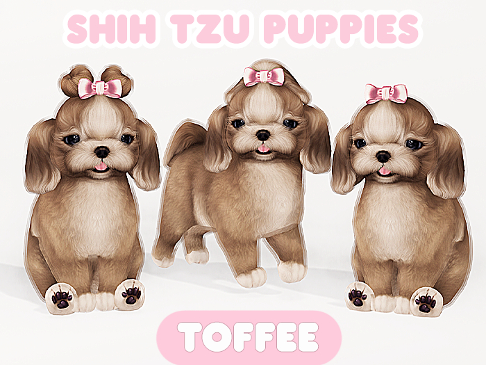 Foxwood - Shih Tzu - Toffee