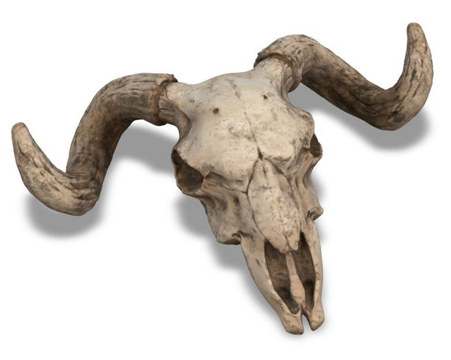 ..::THOR::.. Skull