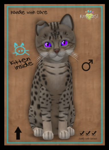 KittyCatS Box - New Born Kitten