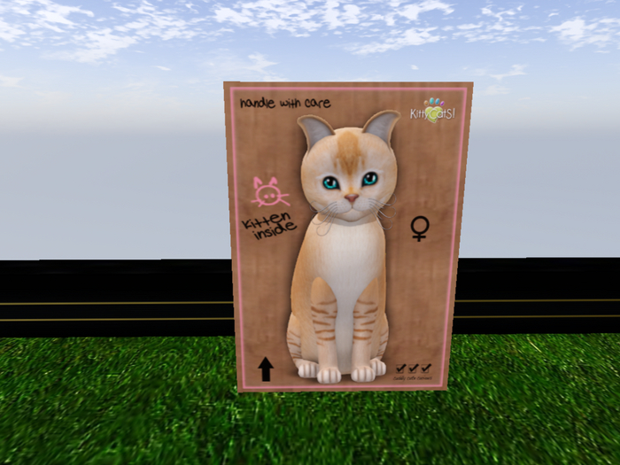 KittyCatS Box - New Born Kitten