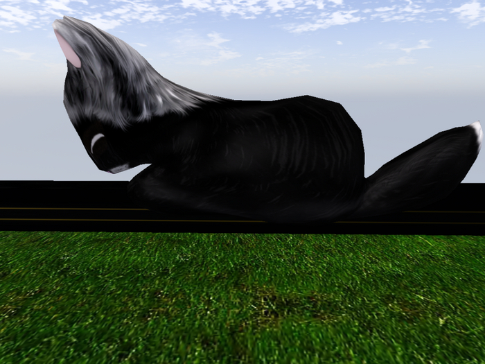 Stray Cats Kitten - Stray Kitty (F)