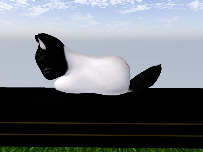 Stray Cats Kitten - Stray Kitty (F)