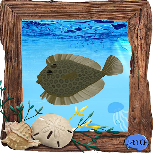 (7S) Common Fish: Yellow Flounder