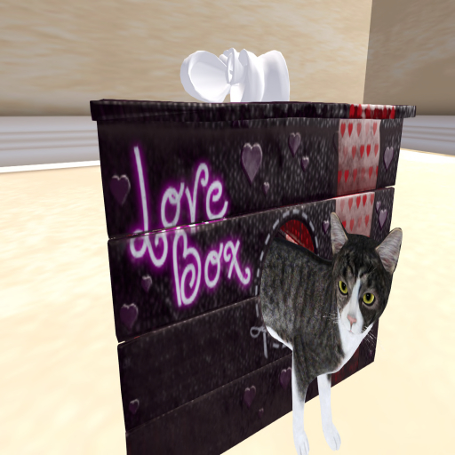 Valentines Gift Box Cat