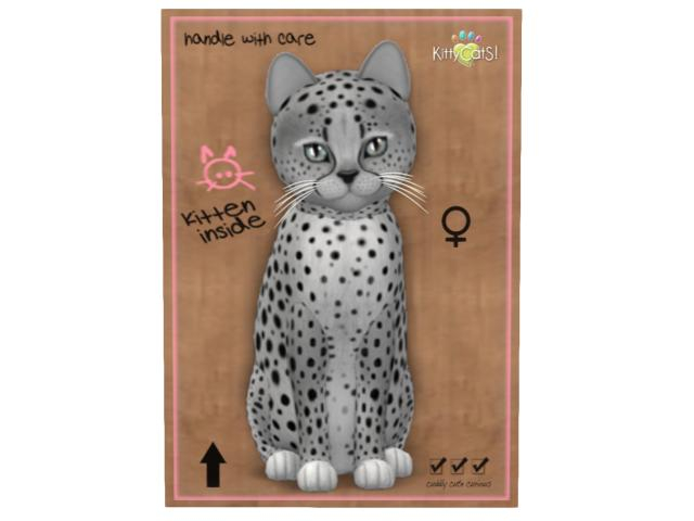 KittyCatS Box - 6T - F - Cheetah! - Silver - Brilliant