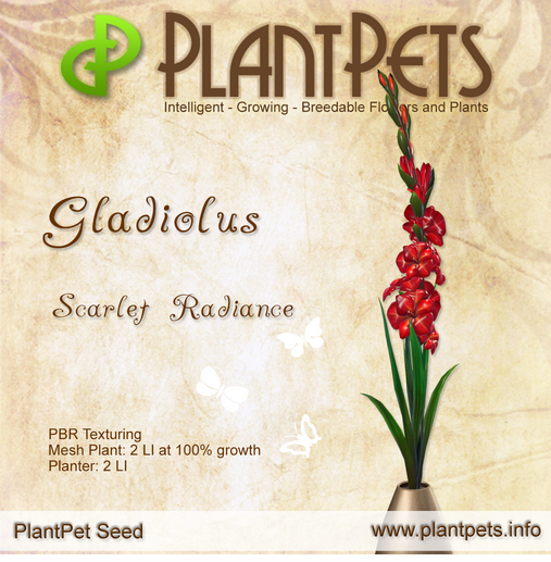 PlantPet Seed [Gladiolus *Scarlet Radiance*]