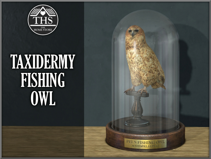 TAXIDERMY - OWL - HUNTING - TROPHY - DARK - ACADEMIA