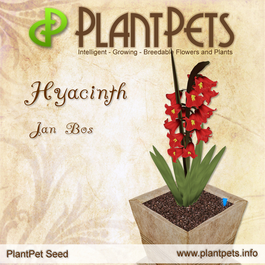 PlantPet Seed [Hyacinth *Jan Bos*] RARE - free breeding - no extra costs