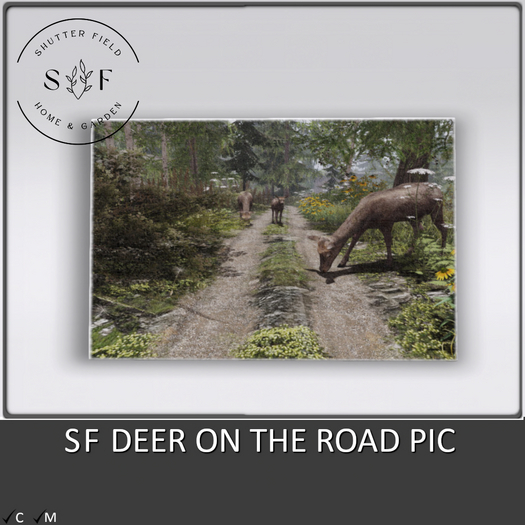 SF DEER ON THE ROAD PIC   - BOXED2