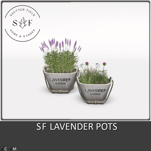 SF LAVENDER POTS - BOXED