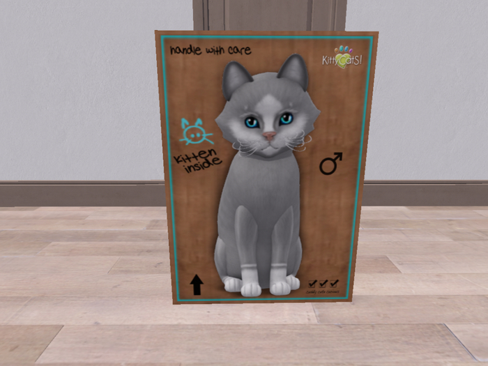 KittyCatS Box - New Born Kitten