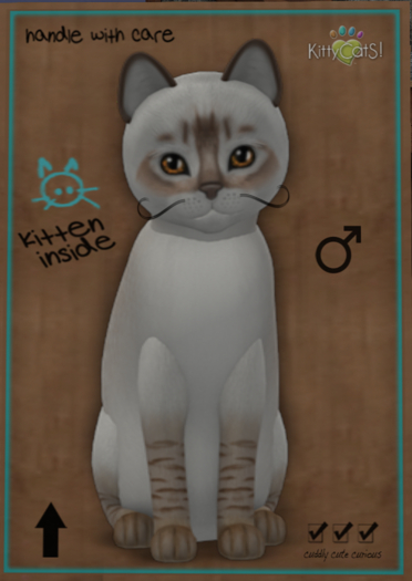 KittyCatS Box - New Born Kitten