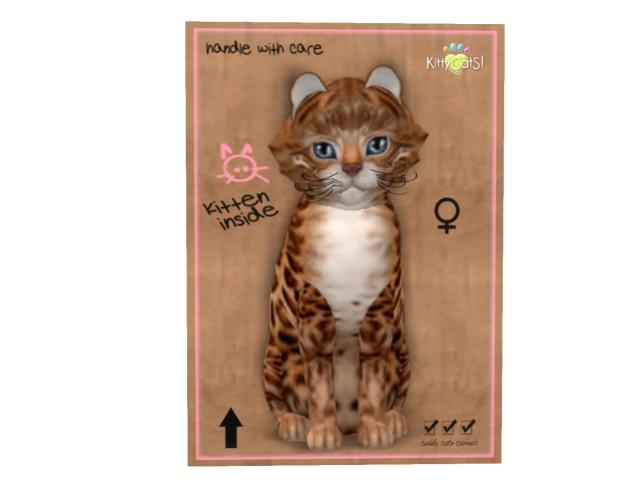 KittyCatS Box - 7T - F - Bengal - Copper - RMW-PWT