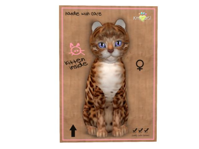 KittyCatS Box - 7T - F - Bengal - Copper - FPD-PWT