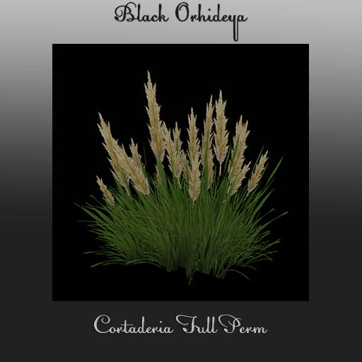 *BO* - Cortaderia Full Perm
