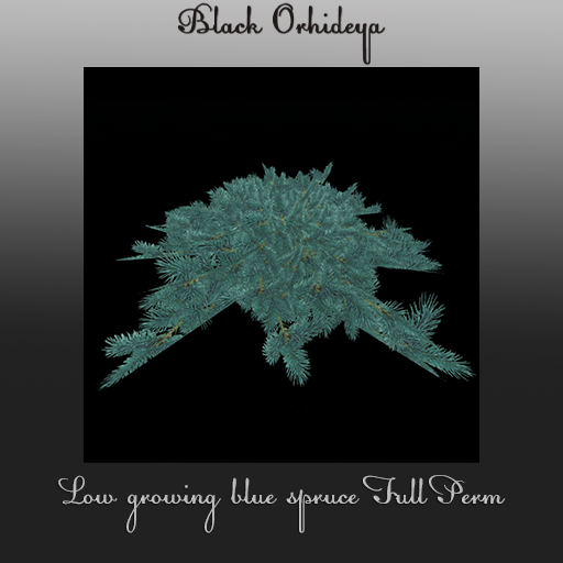 *BO* - Low growing blue spruce Full Perm