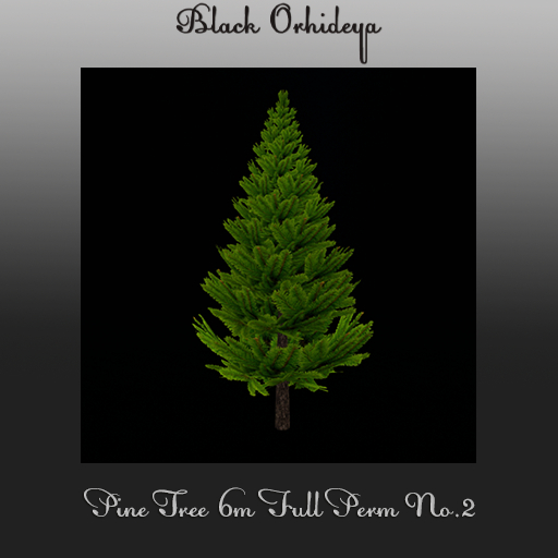 *BO* - Pine Tree 6m Full Perm  No. 2