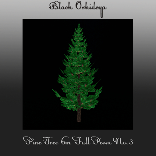 *BO* - Pine Tree 6m Full Perm  No. 3