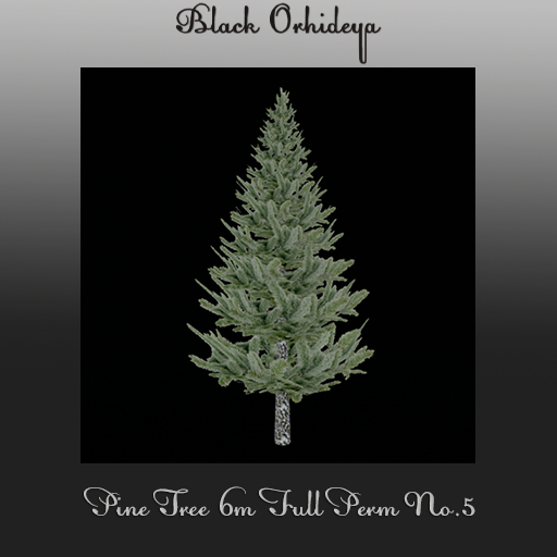 *BO* - Pine Tree 6m Full Perm  No. 5