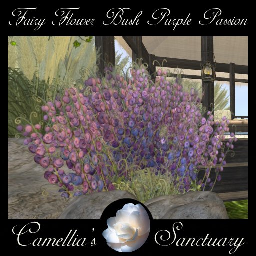 Fairy Flower Bush Purple Passion