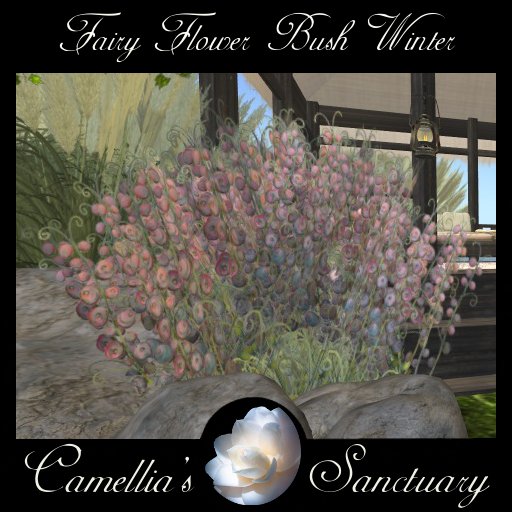 Fairy Flower Bush Winter