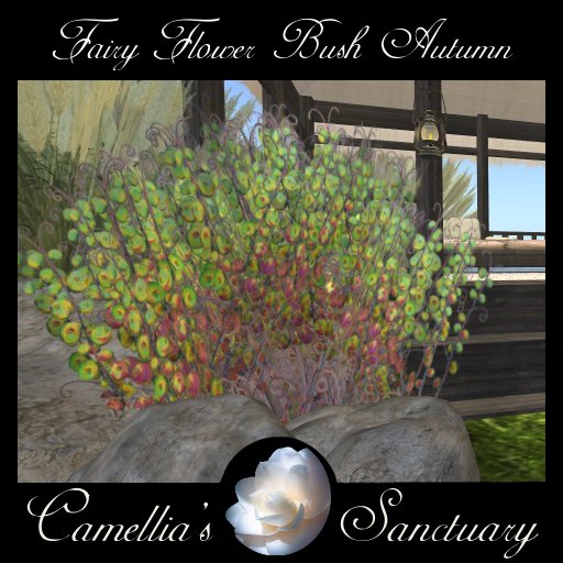 Fairy Flower Bush Autumn