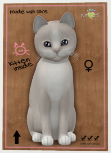 KittyCatS Box - New Born Kitten