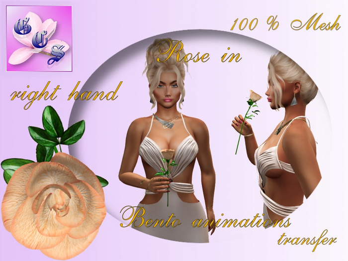 Rose in right hand_apricot_011_RB9