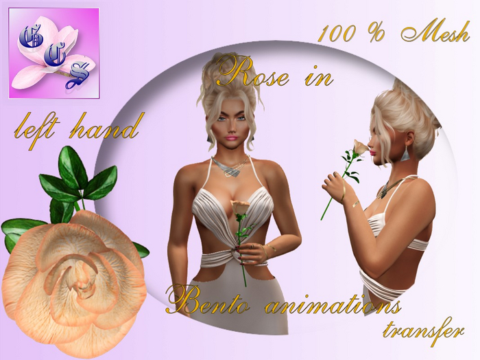 Rose in left hand_apricot_011_RB9