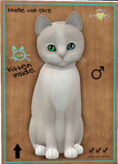 KittyCatS Box - New Born Kitten