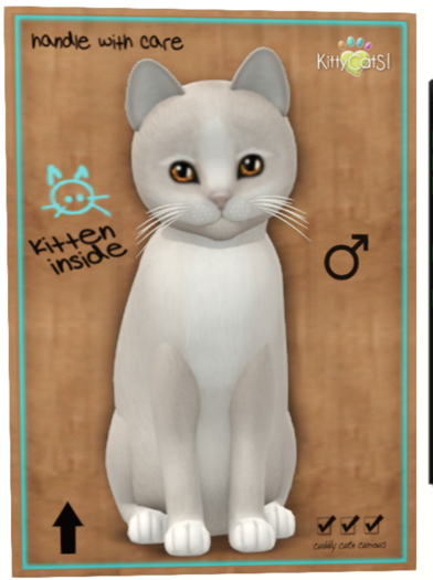 KittyCatS Box - New Born Kitten