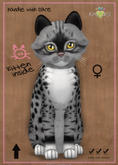 MEGAPUSS FLOOFY: KittyCatS Box - Genesis - Bandit II - MegaPuss