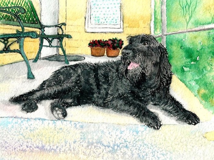 Black Labradoodle on Porch