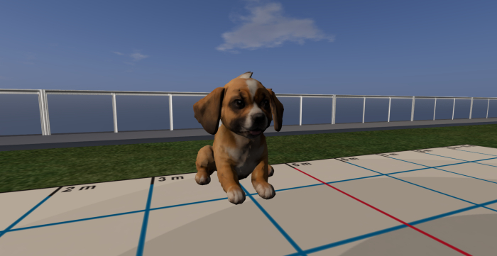 Dog