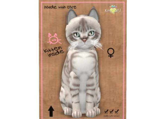 KittyCatS Box - 8T - F - Australian Mist - Blue Marble